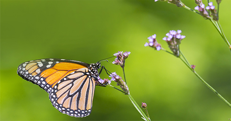 The Birds & The Bees: Preventing Local Extinction