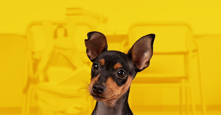 The Case for Fido in the Classroom